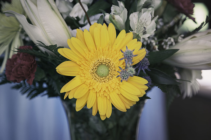 depth of field photography of yellow daisy in vase