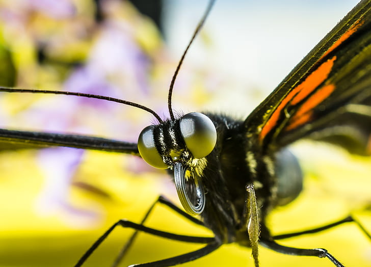 macro photography of black butterfly