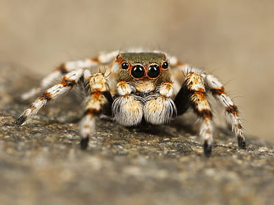 close-up photography of brown and white jumping spider