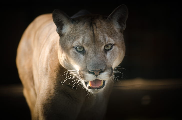 macro shot photography of cougar