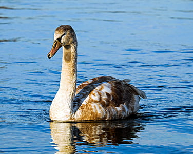 white and brown goose on water