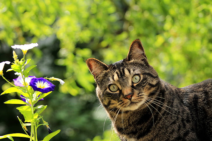 cat in selective focus photography