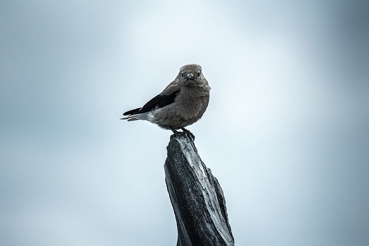 gray bird perch on gray stone