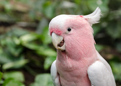 selective focus photography of pink and white cockatoo