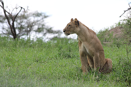 brown lioness on green grass field at daytime