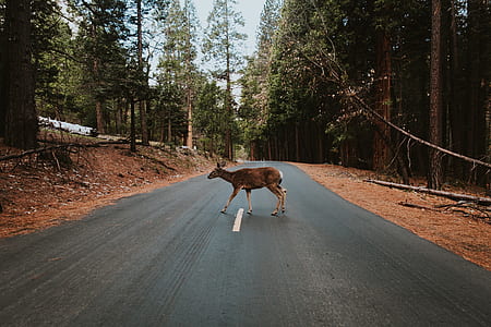 photo of brown deer on concrete road