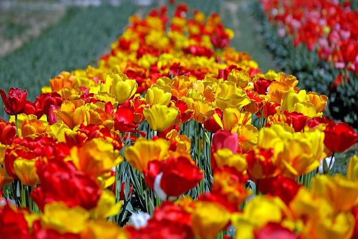 closeup photo of bed of tulip flowers