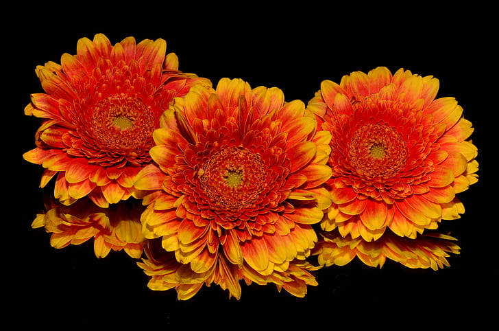three yellow and orange flowers