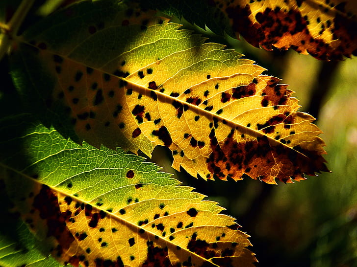 selective focus photography of green-and-yellow leaves