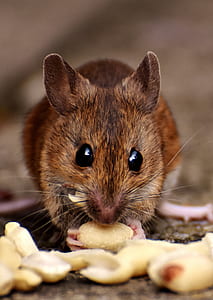shallow focus photography of brown rat