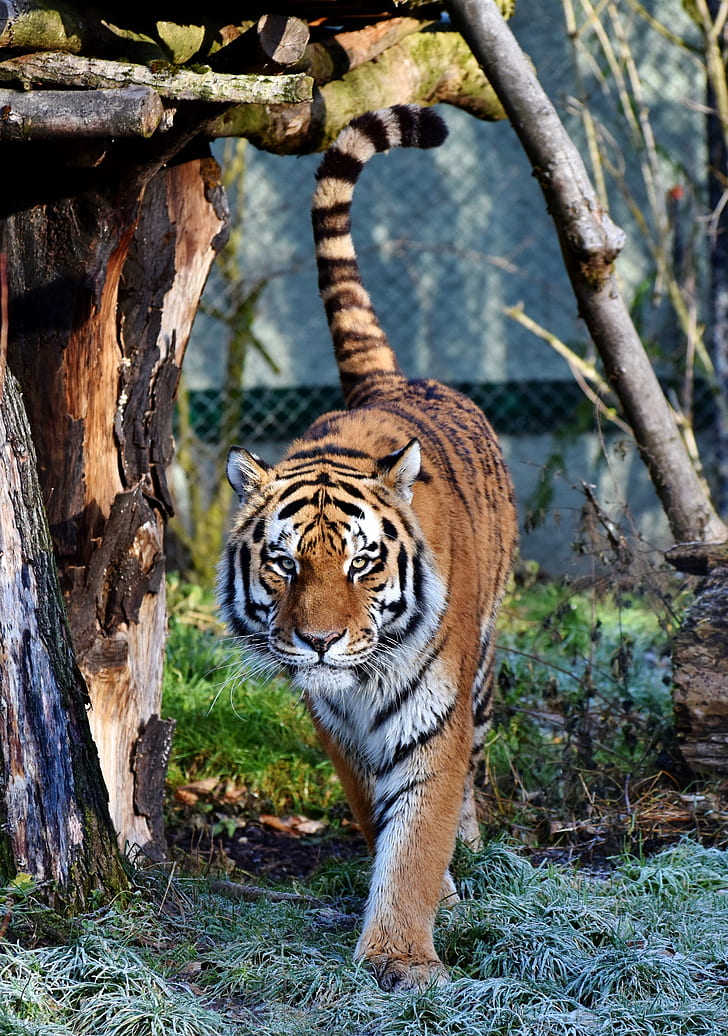 photo of tiger on green grass