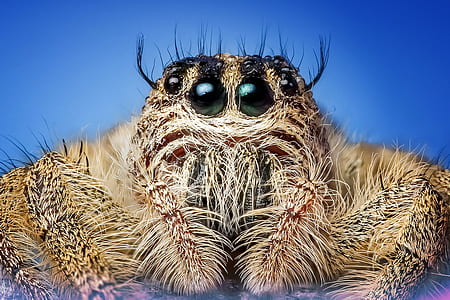 close-up photography of brown jumping spider
