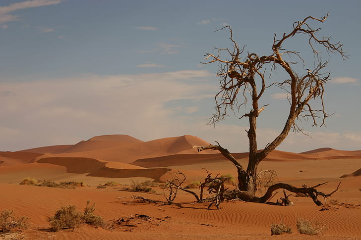 bare tree on desert field