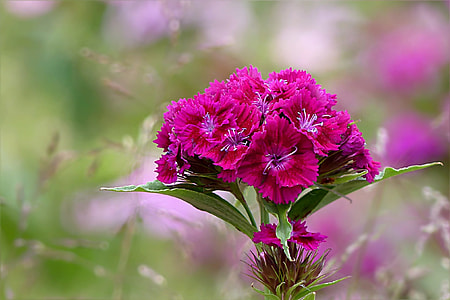 selective focus photography of pink petaled flowers