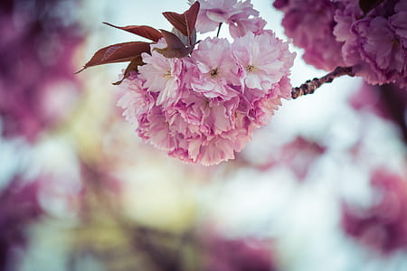 cherry blossom closeup photo