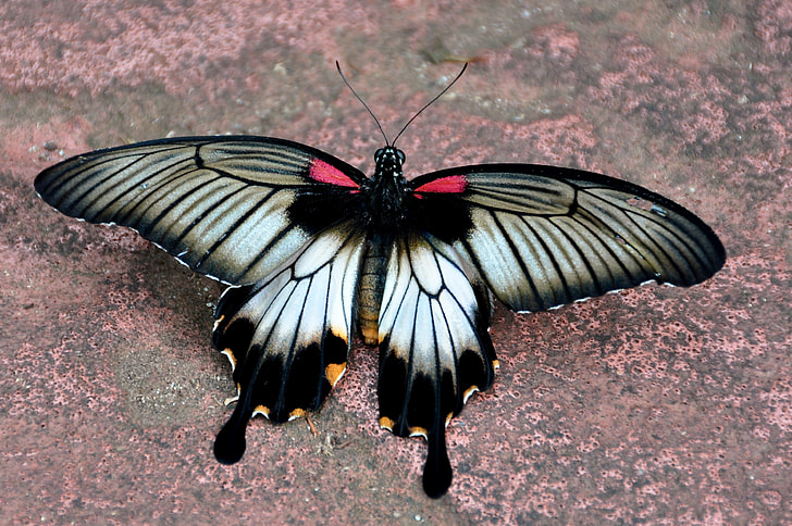 white and black swallowtail butterfly on ground