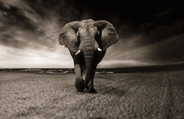 Royalty-Free photo: Grayscale photo of elephant | PickPik