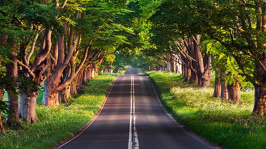 open asphalt road with green trees on side