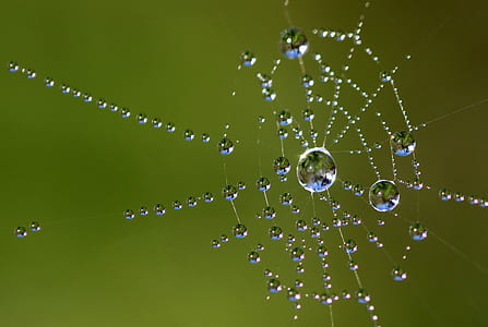 water dew on spider web closeup photography