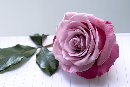 pink rose on white paper