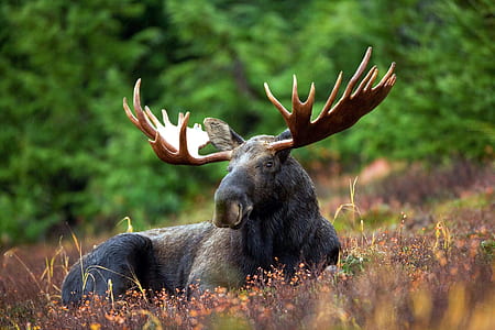 black moose lying on ground during daytime