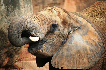 close up photo of baby elephant putting trunk on mouth