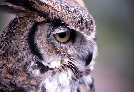closeup photography of brown and gray owl