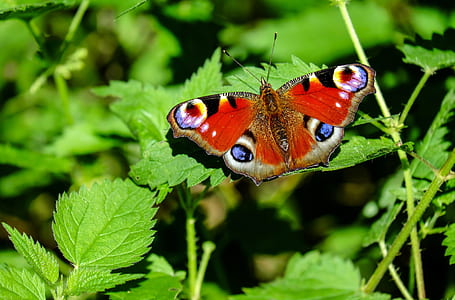 peacock butterfly on green leaf plant