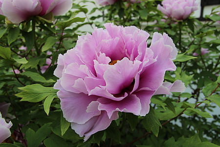 purple peony flower in close up photography