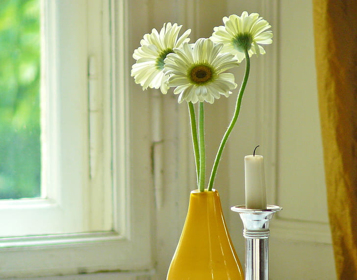 white Gerbera daisy flowers in yellow vase beside glass window