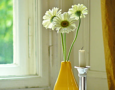 white Gerbera daisy flowers in yellow vase beside glass window