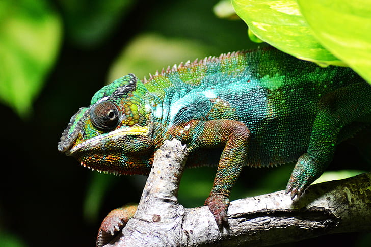green and blue chameleon