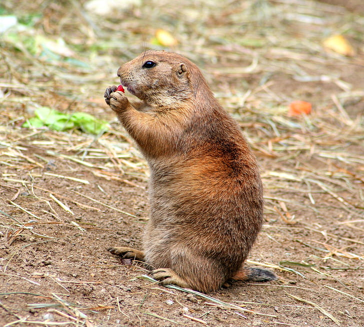 Brown and Gray Prairie Dog