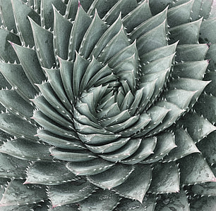 gray cactus