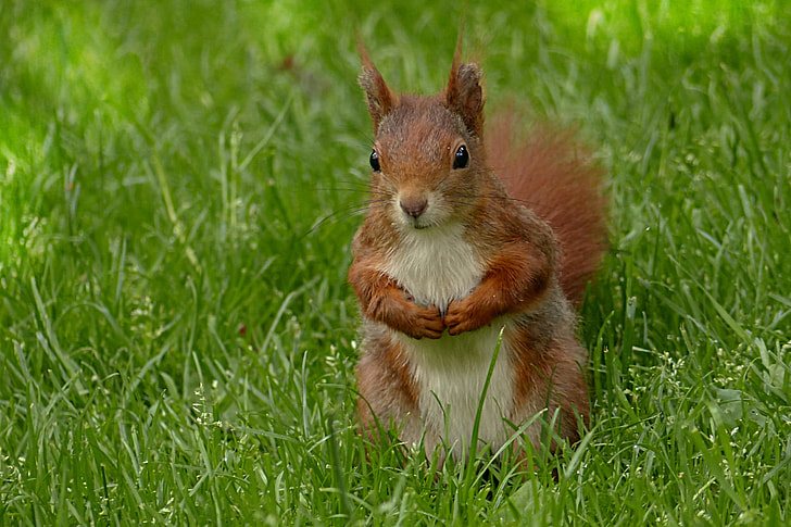 brown squirrel on the grass