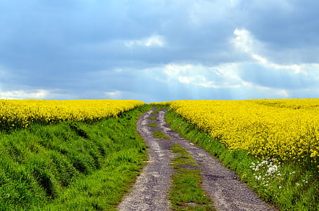 dirt path with grasses between rapeseed field under blue cloudy sky