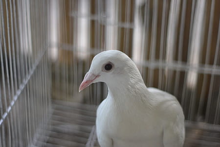Portrait of White Pigeon