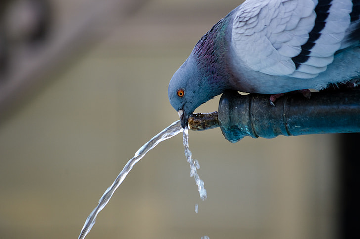 gray pigeon drinking water