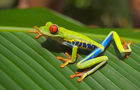 green and yellow frog on green leaf