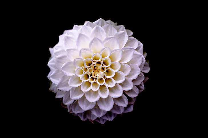 top-view of cluster petaled white flower