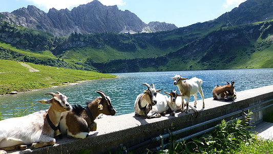 herd of goats on concrete gutter beside river