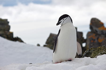 Penguin on Top of Snow Wildlife Photography