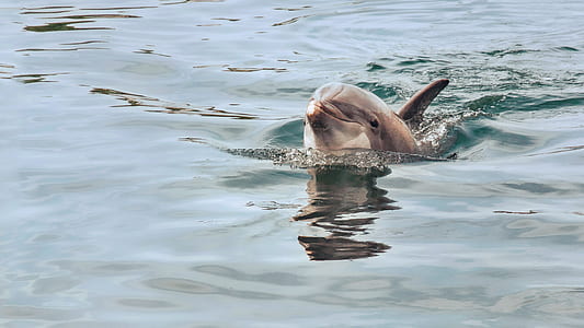 gray dolphin inbody of water during daytime