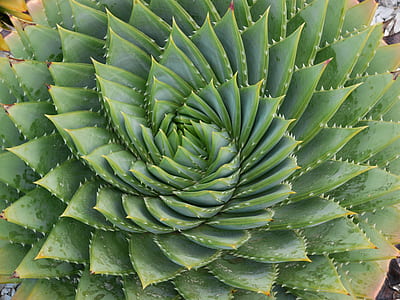 close up photo of green succulent plant