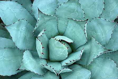 closeup photo of succulent plant