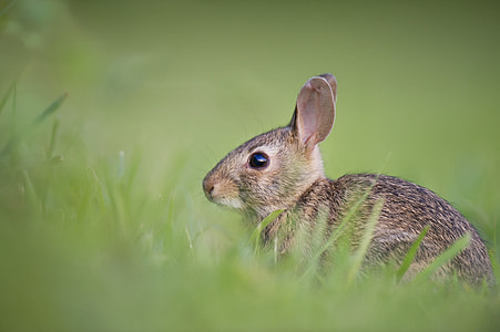 shallow focus on brown rabbit