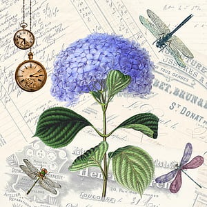blue hydrangea flower painting