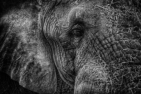 closeup grayscale photography of elephant