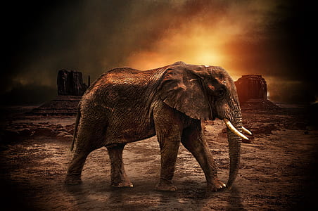 brown elephant walking on brown soil