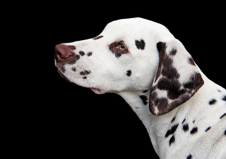 closeup photo of adult liver and white Dalmatian